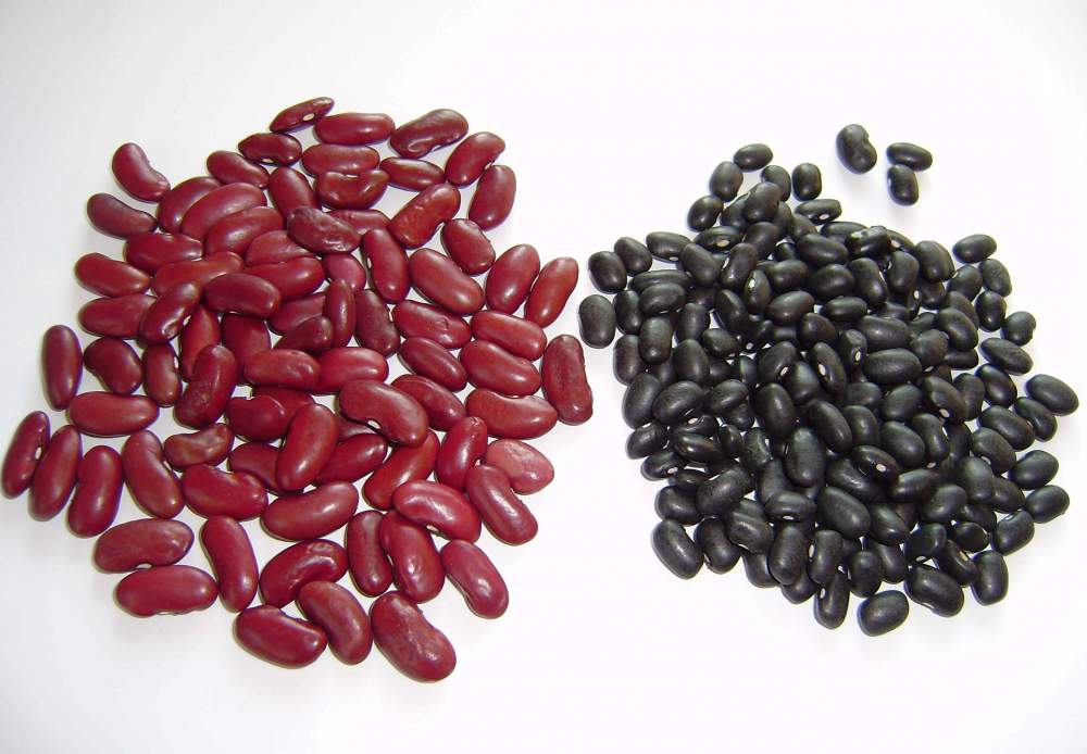 Red or Black Beans
